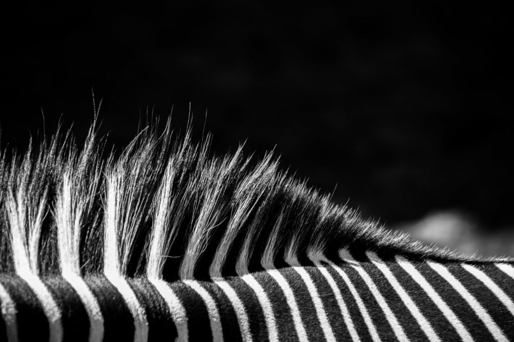 formations photo@ factory 5.42 - photo noir et blanc